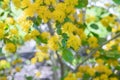 Toothed azara, Azara dentata, yellow flowers